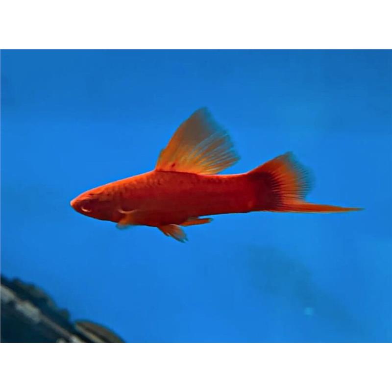 Xiphophorus helleri Wien Broccoli - imagine 3